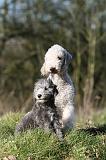 BEDLINGTON TERRIER 242